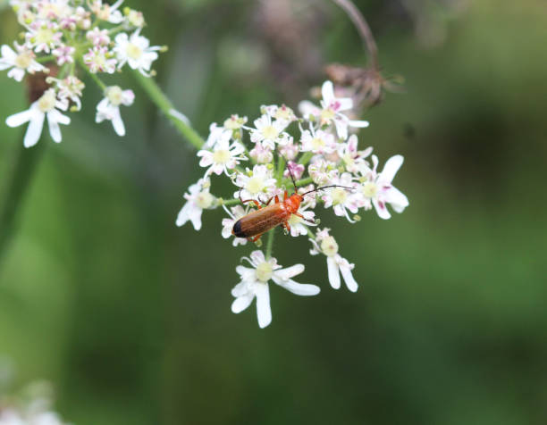 istock The common red soldier beetle (Rhagonycha fulva) 825160990
