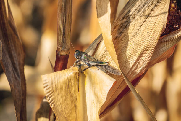 large, gray-green specimen locust sits on a dry piece of corn in the field. - locust invasion imagens e fotografias de stock