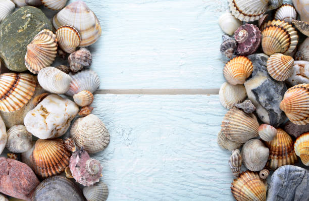 istock Sea shells arranged on a wooden background, announcement 825163576