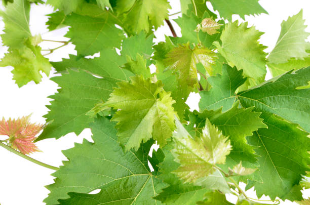 banch of vine leaves isolated