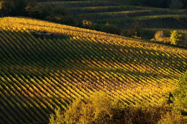 美しい行のブドウ畑近くフィレンツェのキャンティ地域にあります。紅葉シーズンのイタリア。 - tuscany florence italy chianti region italy ストックフォトと画像