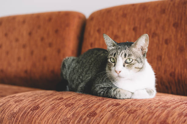 istock A Thai cat with gray and white color 825167046