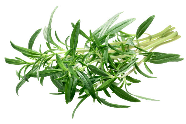 Summer savory Satureja hortensis bundle, paths Bundle of Summer Savory (Satureja hortensis), fresh. Clipping path savory stock pictures, royalty-free photos & images