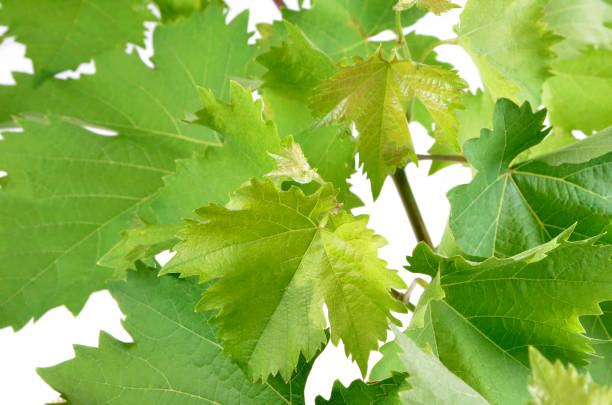 istock banch of vine leaves isolated 825167372