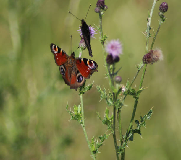 istock European peacock butterfly (Aglais io) 825168098