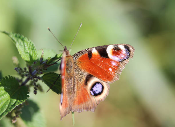 istock European peacock butterfly (Aglais io) 825168118