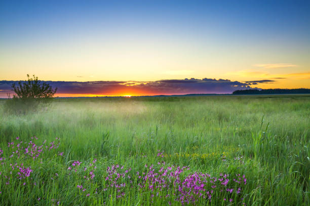 istock summer rural landscape with a meadow and blossoming flowers 825171418