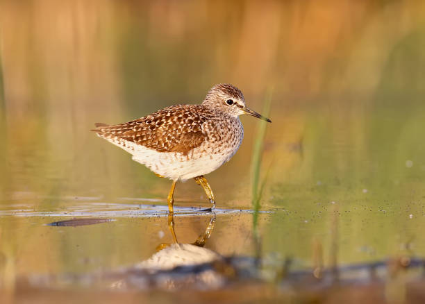 istock The wood sandpiper (Tringa glareola) in soft morning light. 825173452