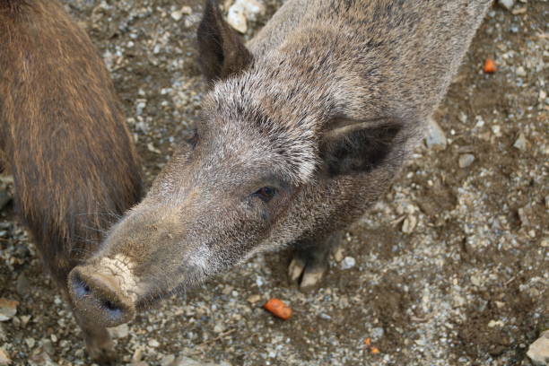 istock Wild Boar, Sus scrofa, Wild Swine, Eurasian Wild Pig 825176296