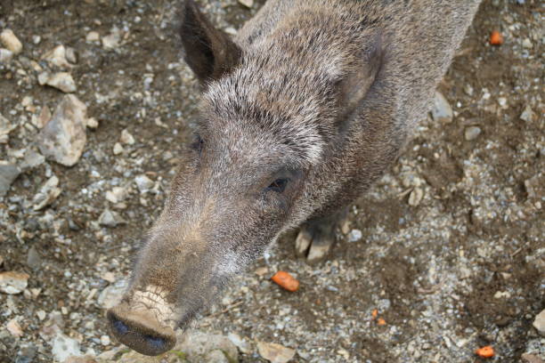 istock Wild Boar, Sus scrofa, Wild Swine, Eurasian Wild Pig 825176582