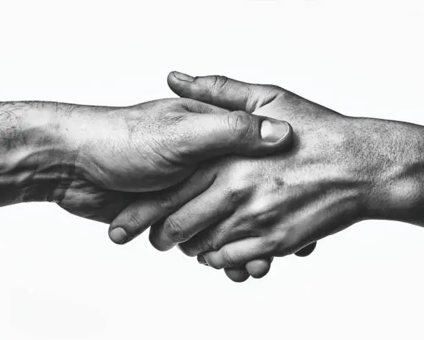 A firm handshake between the two partners. Black and white image on white  background.