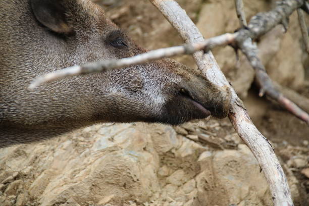 istock Wild Boar, Sus scrofa, Wild Swine, Eurasian Wild Pig 825180286