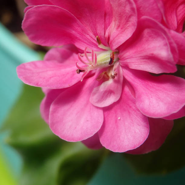 istock Head of pink geranium flower close-up 825180904