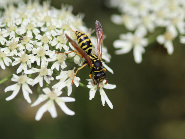 Common wasp (Vespula vulgaris) stock photo