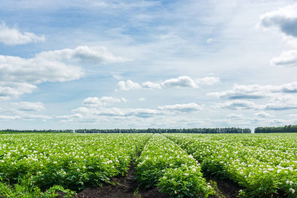istock Potato field of Russia 825190118