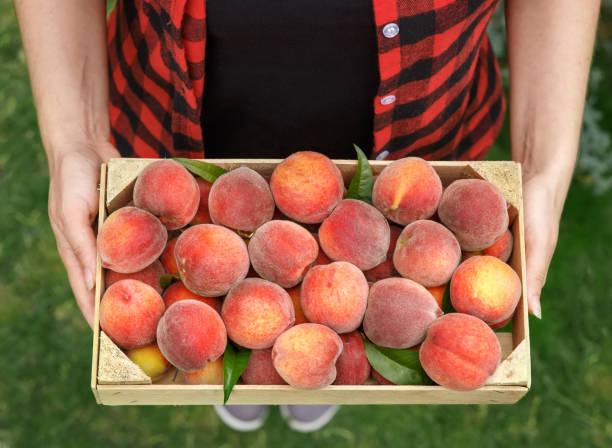 istock hands with crate of peaches 825190520
