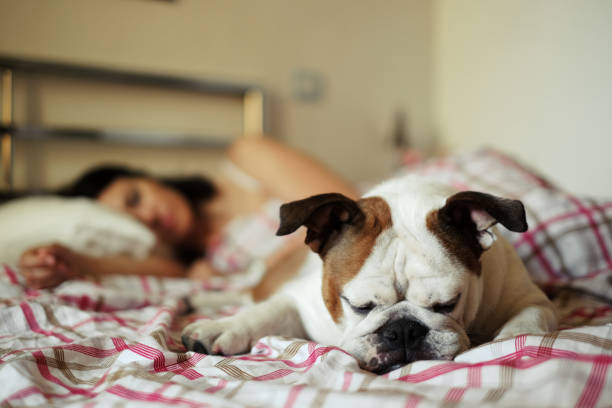 istock Affectionate dog on the bed of her owner 825194034