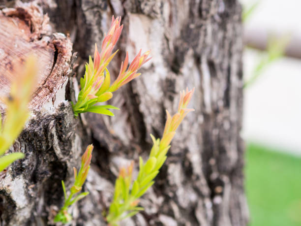 istock Close up, Young branches Of the big tree. 825195264