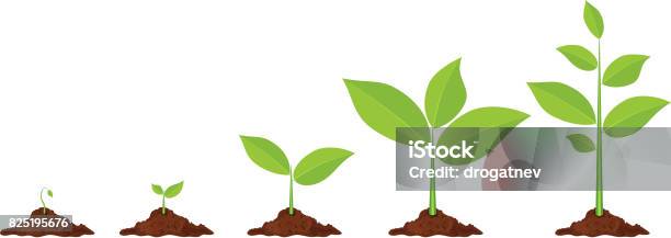 Phases Plant Growing Stock Illustration - Download Image Now - Plant, Growth, Dirt