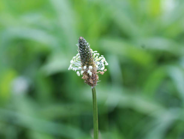 piantaggine a foglia stretta (plantago lanceolata) - perennial leaf fruit tropical fruit foto e immagini stock