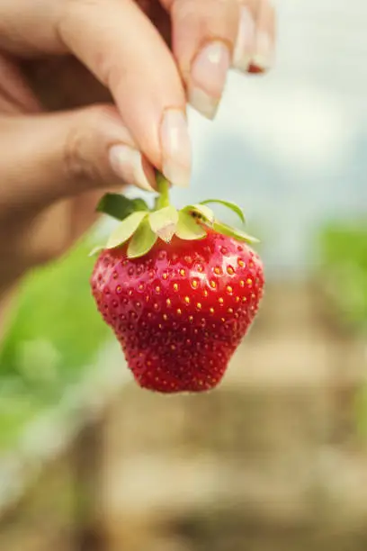 Woman holding a juicy bitten strawberry into the camera,strawberry in arm. Woman holding strawberry in hands in greenhouse,Female hand holding strawberry on blurred background,strawberry crop concept