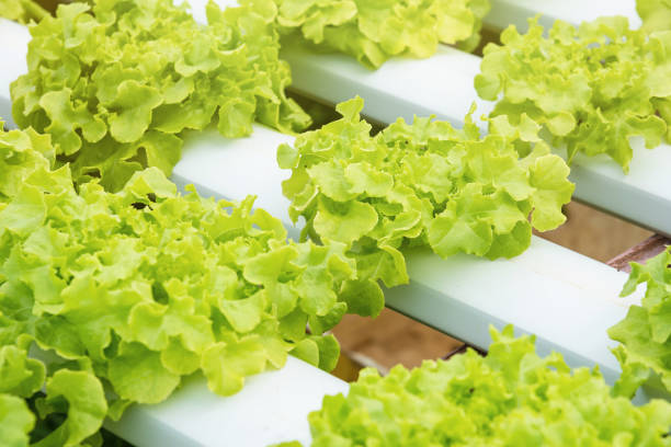 Hydroponics green vegetable growing in the nursery, Agriculture concept