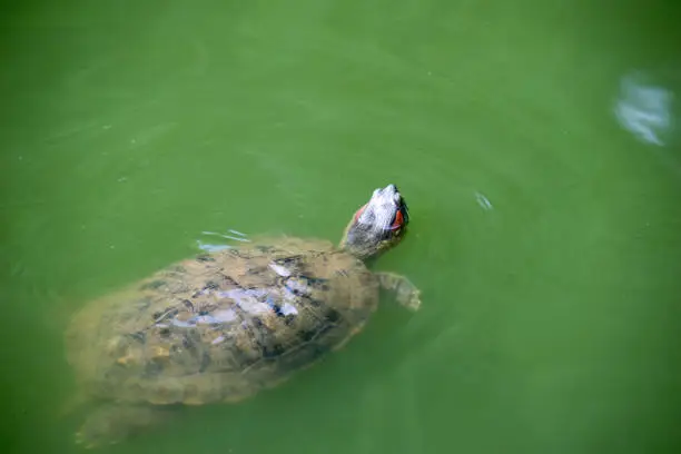 Photo of snapping turtle swimming and head up over the surface.