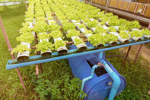 Hydroponics green vegetable growing in the nursery, Agriculture concept