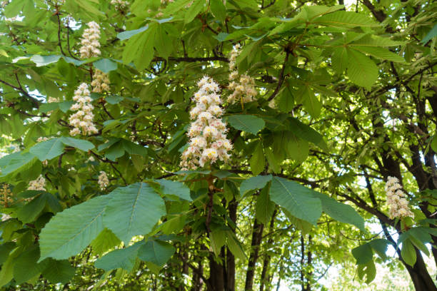 istock Florescence of horse chestnut tree in spring 825203742