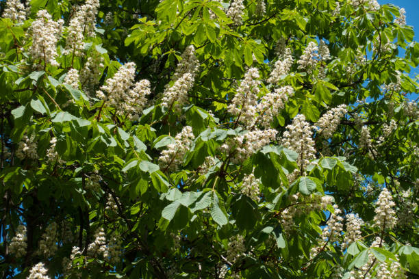 istock Branches of Aesculus hippocastanum in full bloom 825203746