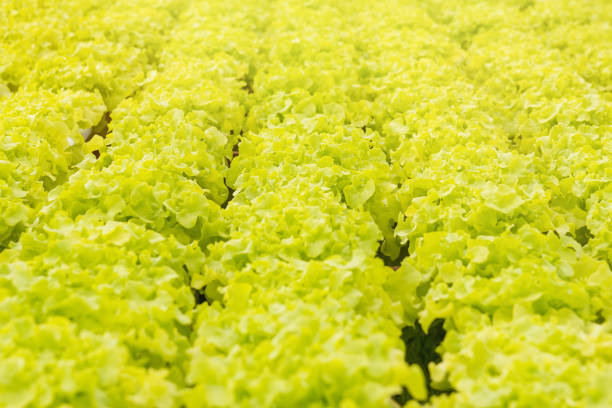Hydroponics green vegetable growing in the nursery, Agriculture concept