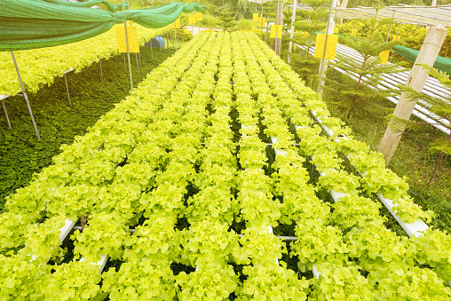 Hydroponics green vegetable growing in the nursery, Agriculture concept