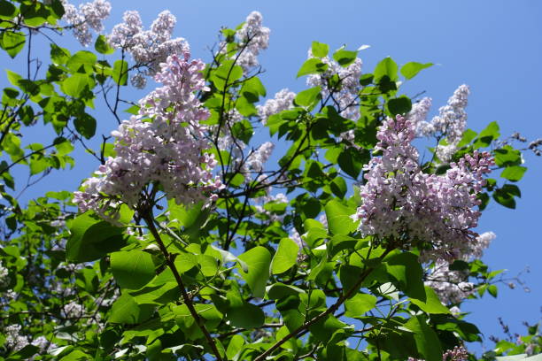 istock Flowers of lilac against blue sky in spring 825204488