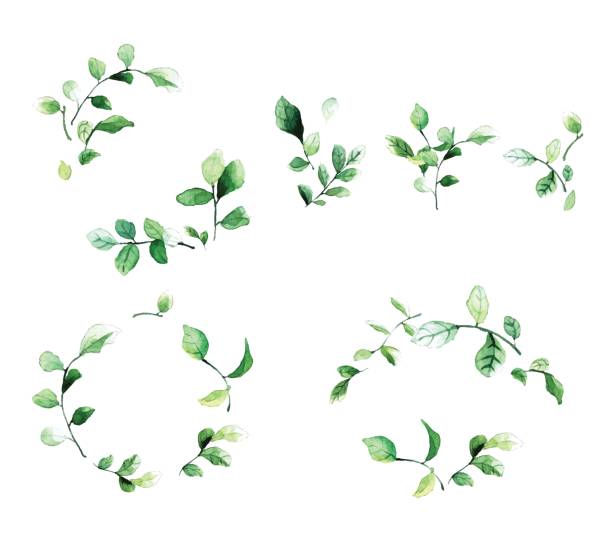 eleganten dekorativen floralen rahmen mit grünen blättern und zweigen im aquarell-stil. - green watercolor painting leaf watercolour paints stock-grafiken, -clipart, -cartoons und -symbole