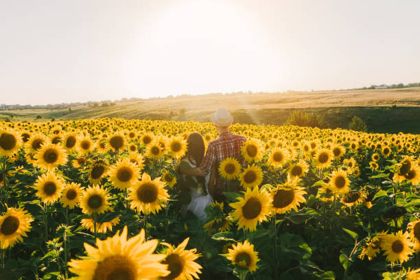 ​Young Caucasian heterosexual couple embracing in sunflower field at sunset