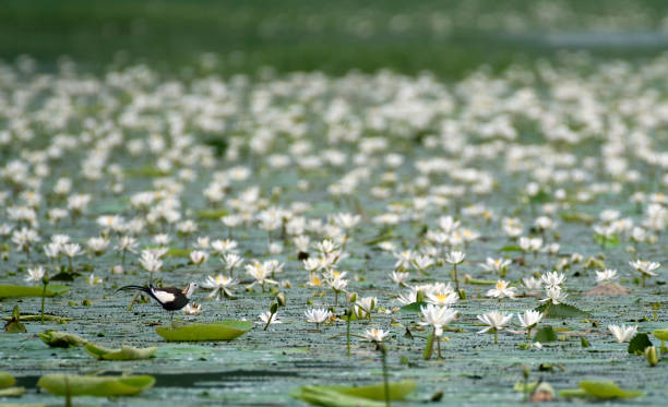istock Bird in lotus flowers 825210892