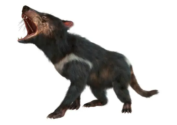 3D rendering of a tasmanian devil isolated on white background