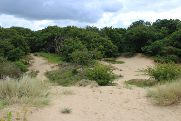 istock National park Kennemerland dunes 825211992