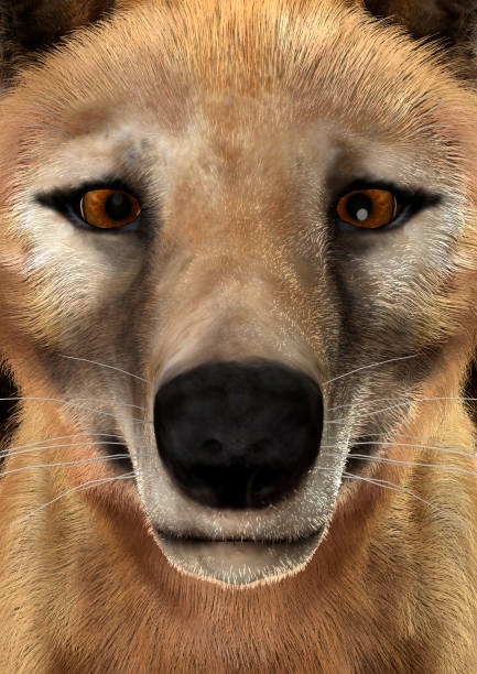 3D rendering of a head of a died animal thylacine , closeup