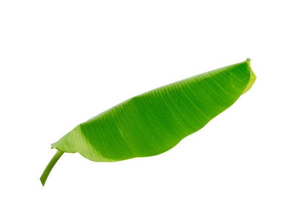 istock banana leaf isolated on white background 825214500