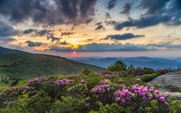 Spring mountain top Sunset with wild flowers Spring mountaintop Sunset in the Blue Ridge with wild rhododendron flowers blooming in the foreground near Carvers Gap in Roan highlands between North Carolina and Tenessee on the Appalachian trail. appalachian trail photos stock pictures, royalty-free photos & images