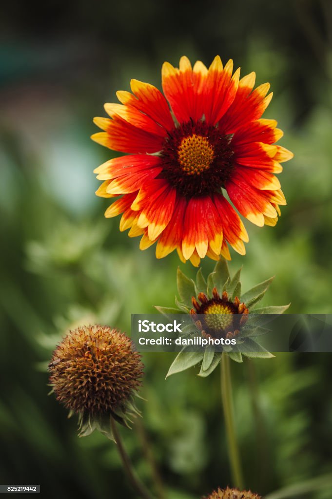 Gaillardia. The stage of growth of the flower Gaillardia pulchella: a bud, flowering, wilting. Beauty Stock Photo