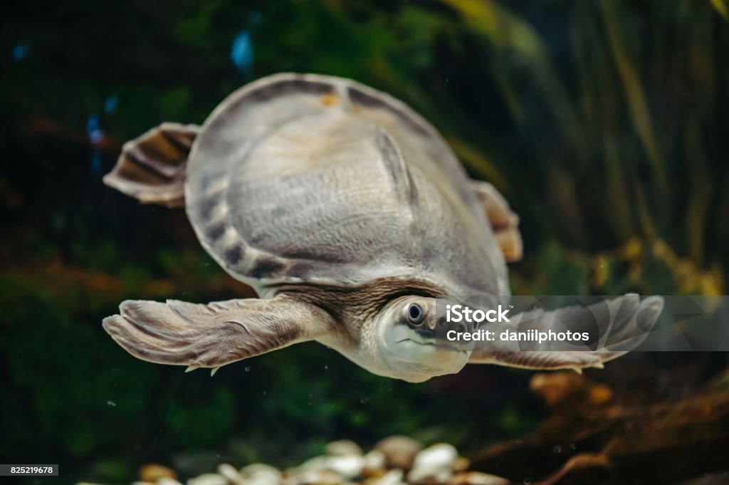 Carettochelys insculpta. Carettochelys insculpta. The merry turtle swims under the water. Funny animals. Turtle Stock Photo