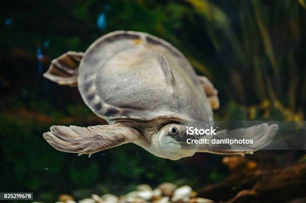 Carettochelys Insculpta Stock Photo - Download Image Now - Turtle, Pig, Pets
