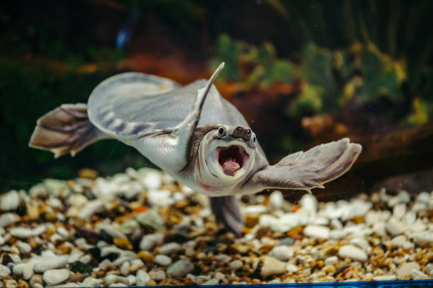 Carettochelys insculpta. Carettochelys insculpta. The merry turtle swims under the water. Funny animals. caenorhabditis elegans stock pictures, royalty-free photos & images