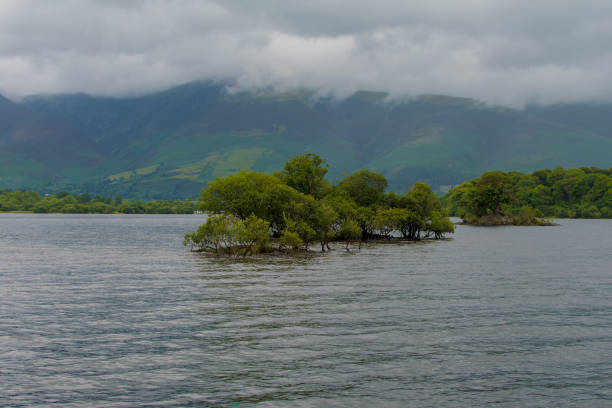 istock Small tree island in a lake 825219758