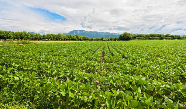 istock Field of soybean. Agricultural landscape. 825219912