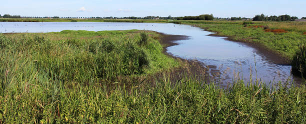 istock landscape Groene Jonker, Nieuwkoopse Plassen 825222940