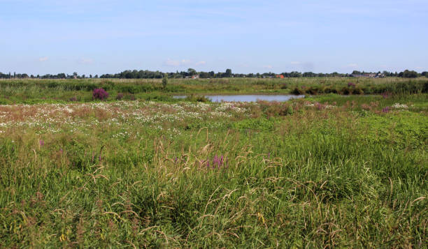 istock landscape Groene Jonker, Nieuwkoopse Plassen 825223134