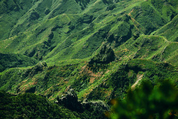 istock nature abstract in Tenerife 825226734